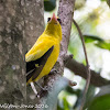 Black-naped Oriole