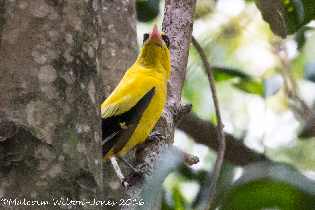 Black-naped Oriole