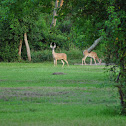 White-tailed deer