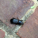 Black Ground Beetle