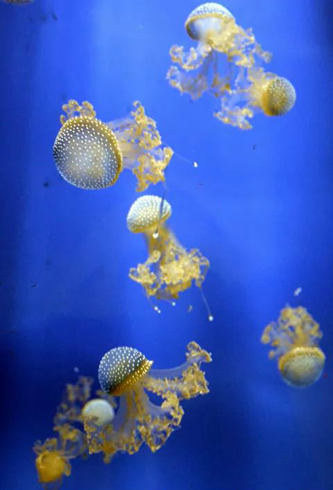 Jellyfish di Francesca Masiero