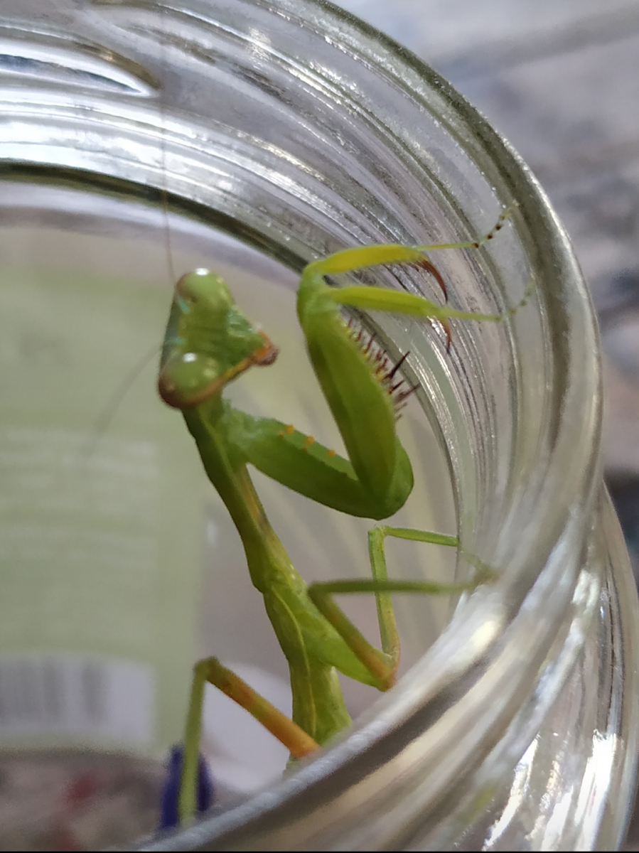 Giant Philippine Praying Mantis