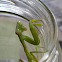 Giant Philippine Praying Mantis