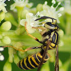 Yellow jacket