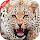 Cheetah Wallpaper HD Custom New Tab