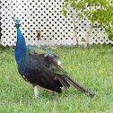 Indian Peafowl