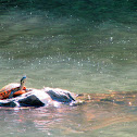 Painted turtle