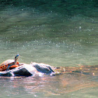 Painted turtle