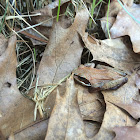 Wood frog