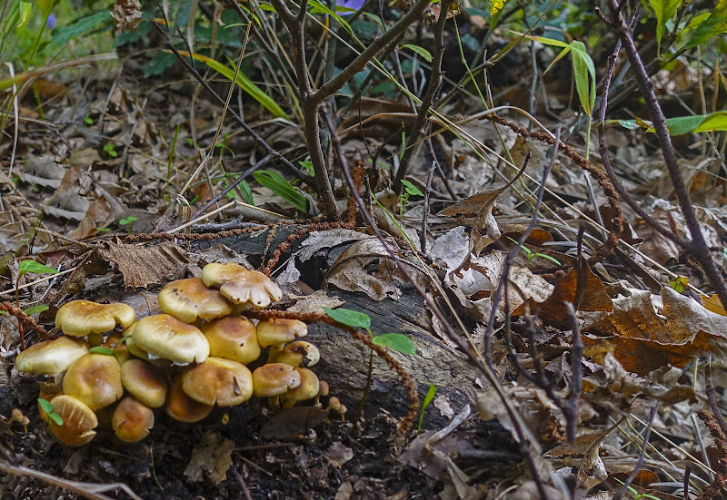 delizie del sottobosco di lugiube