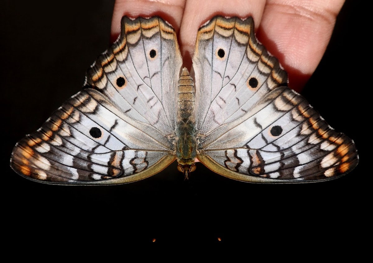 White Peacock