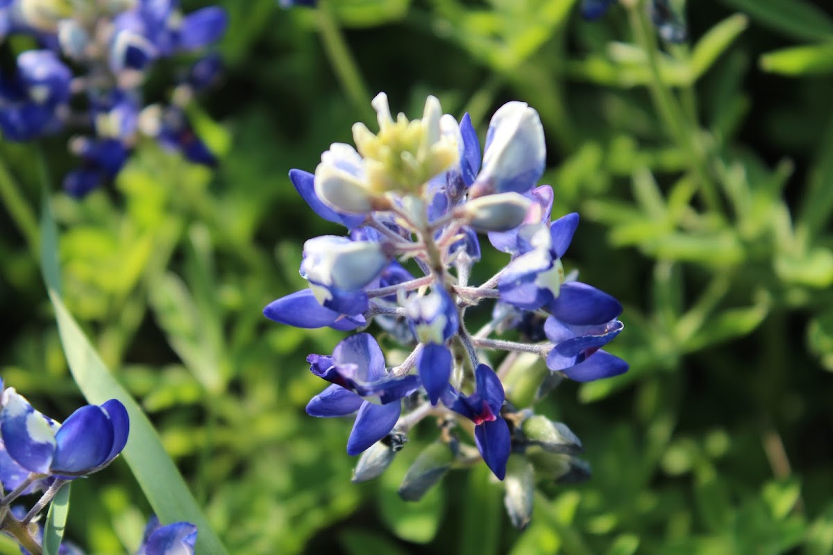 Bluebonnet