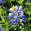 Bluebonnet