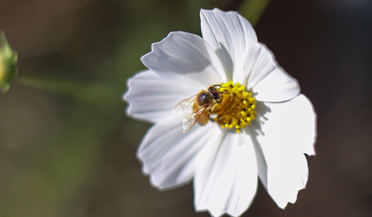 ミラココアの花好きのおじさんではない😑・ただのネタ😂・ここは低く見えてええな・実はこの日めっちゃ・風強くて撮影大変💦に関するカスタム事例の投稿画像7枚目