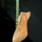 White-dotted Prominent