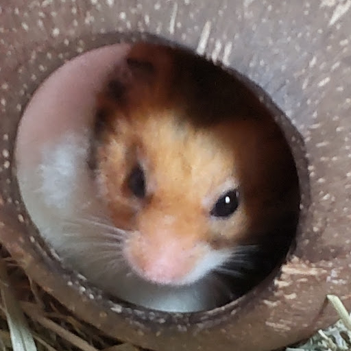 永遠の初心者ハムスター🐹