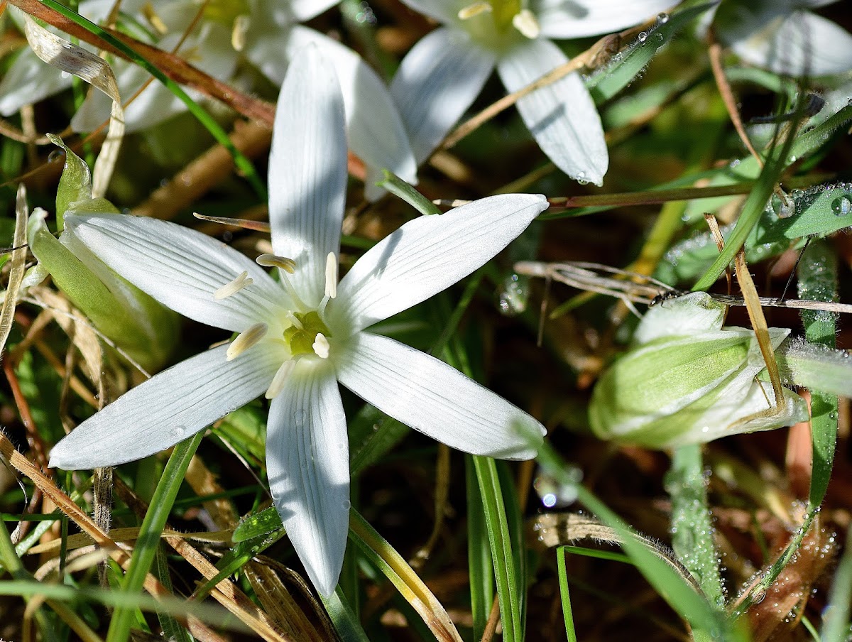 Star of Bethlehem