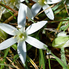 Star of Bethlehem