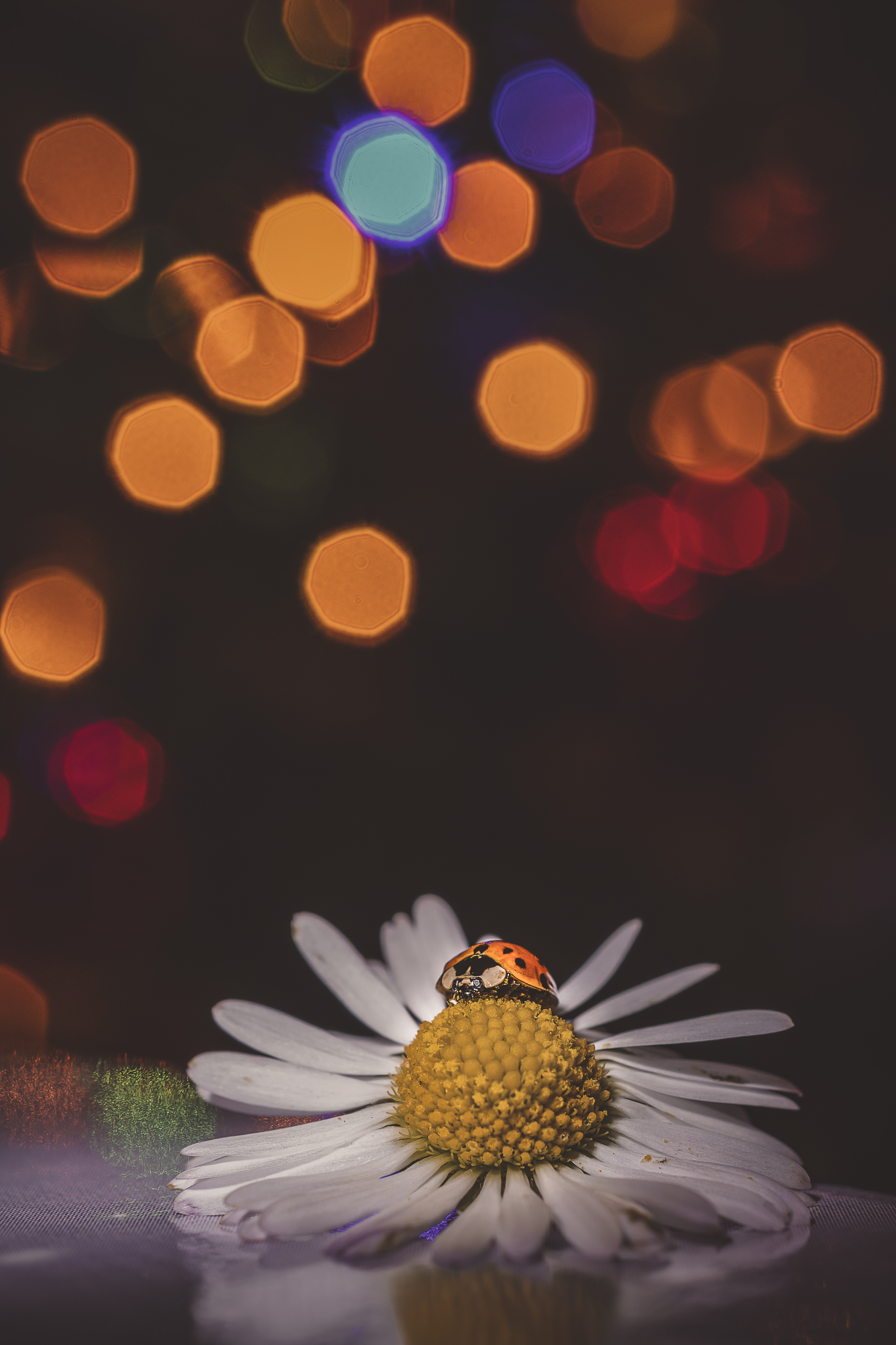 Ladybug of Christmas di Nicola_Santolin