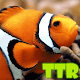 Download live fish wallpapers For PC Windows and Mac 1.00