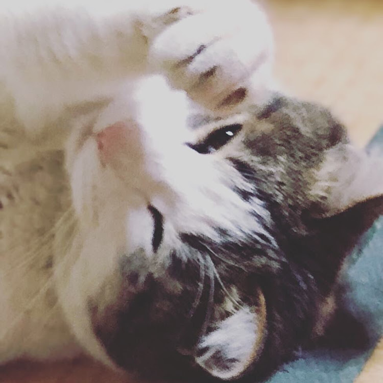 セレナのさばやまさばおさん・【CT愛猫部】・18・車ネタなくてごめんなさいに関するカスタム事例の投稿画像2枚目