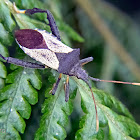 Leaf-footed bug