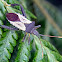 Leaf-footed bug