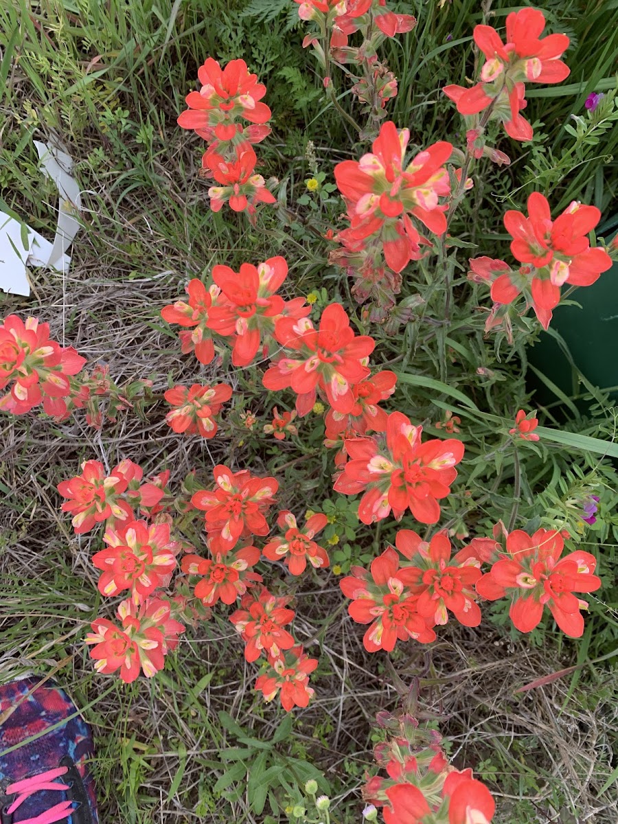 Indian Paint Brush