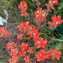 Indian Paint Brush