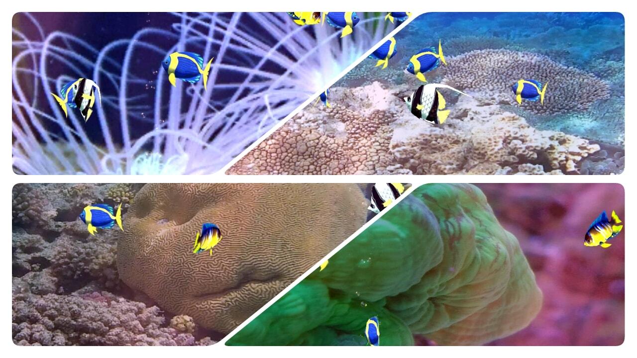 Aquarium Ikan Hidup Wallpaper Apl Android Di Google Play