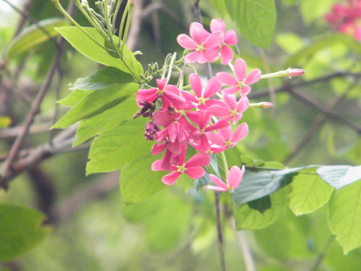 Rangoon Creeper