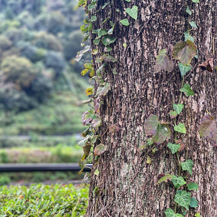 デリカD:5の三菱 デリカD5・ジャスティブギア・スタイルワゴン・オープンカントリーに関するカスタム事例の投稿画像4枚目