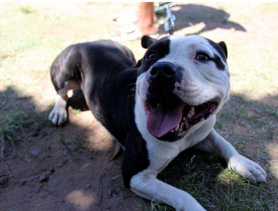 Buster, an American staffie, after receiving the vaccine.