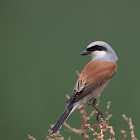 Red-backed shrike