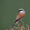 Red-backed shrike