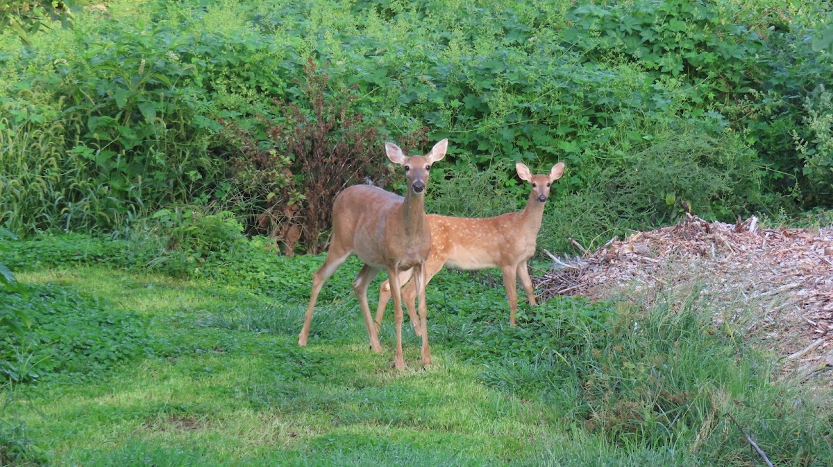 White-tailed Deer