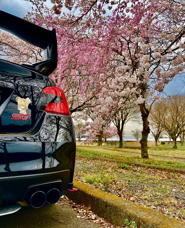 WRX STIのWRX STI・桜・愛車・ドライブ・サクラと愛車に関するカスタム事例の投稿画像3枚目
