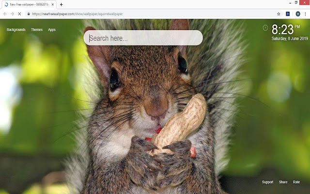 Squirrel HD Wallpaper Cute Squirrels New Tab