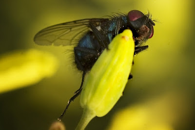 Mosca pronta al decollo di tecnoweb