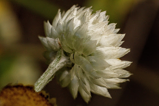 Helichrysum foetidum