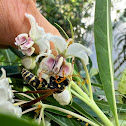 Asian paper wasp