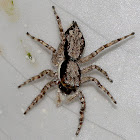 Gray Wall Jumper