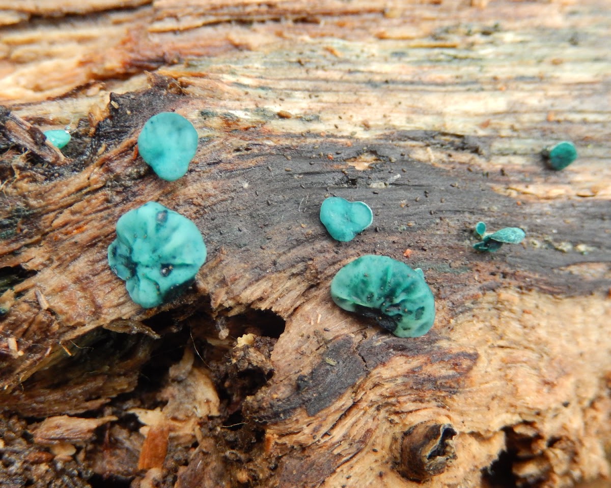 Green Elfcup