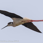 Black-winged Stilt; Cigüeñuela