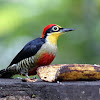 Benedito-de-testa-amarela (Yellow-fronted Woodpecker)