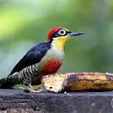 Benedito-de-testa-amarela (Yellow-fronted Woodpecker)