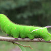 Giant Sphinx Moth Caterpillar