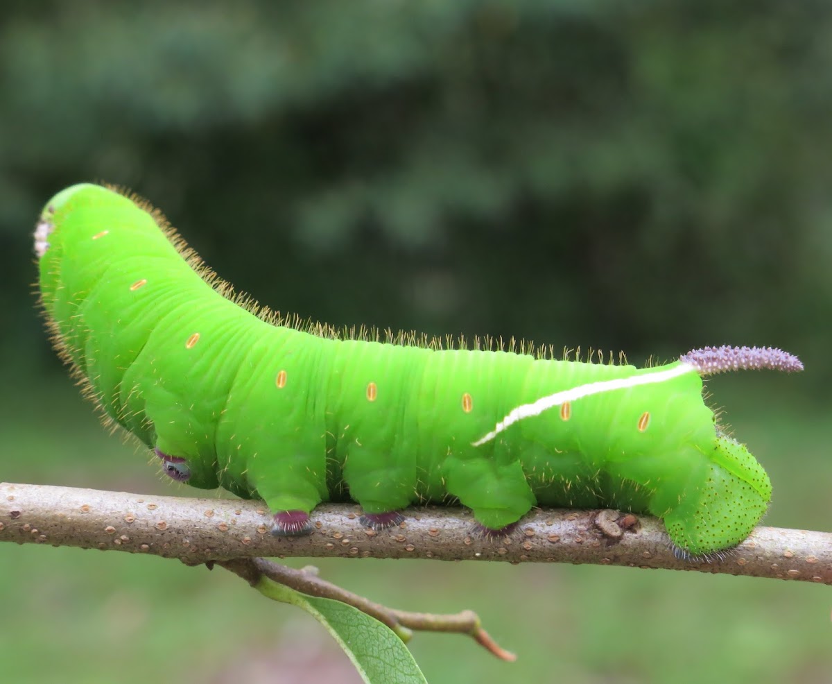 Giant Sphinx Moth Caterpillar