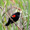 Red-Winged Blackbird