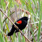 Red-Winged Blackbird